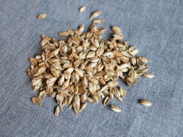 Dinkelspelzen als Füllung für Körnerkissen als Nahaufnahme auf grauem Hintergrund