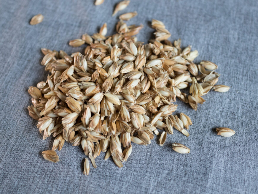 Dinkelspelzen als Füllung für Körnerkissen als Nahaufnahme auf grauem Hintergrund